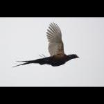 IMG_6103a