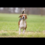 Hunt Days from around the UK