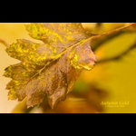 IMG_0089a