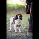 Bracken-120
