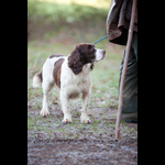 Bracken-121