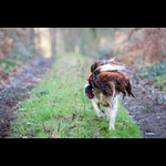 Bracken-129