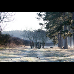 Bracken-28