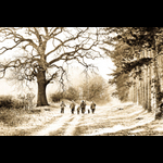 Bracken-30