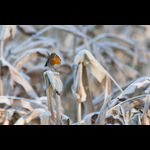 Bracken-40