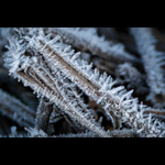 Bracken-41