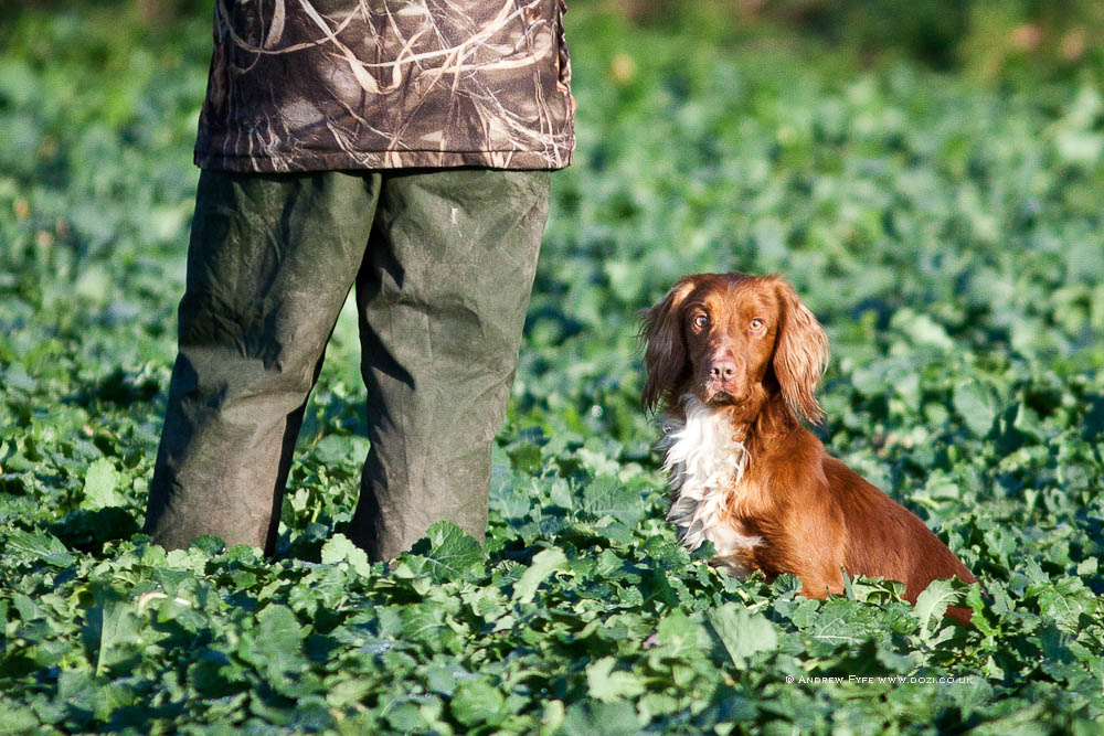 Bracken-53