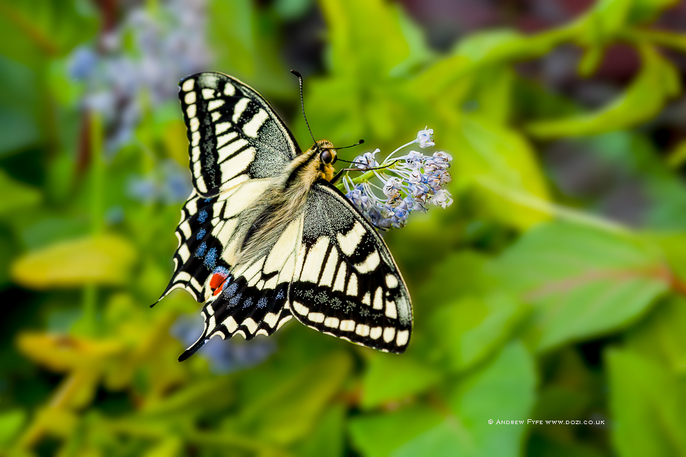 AP Butterfly